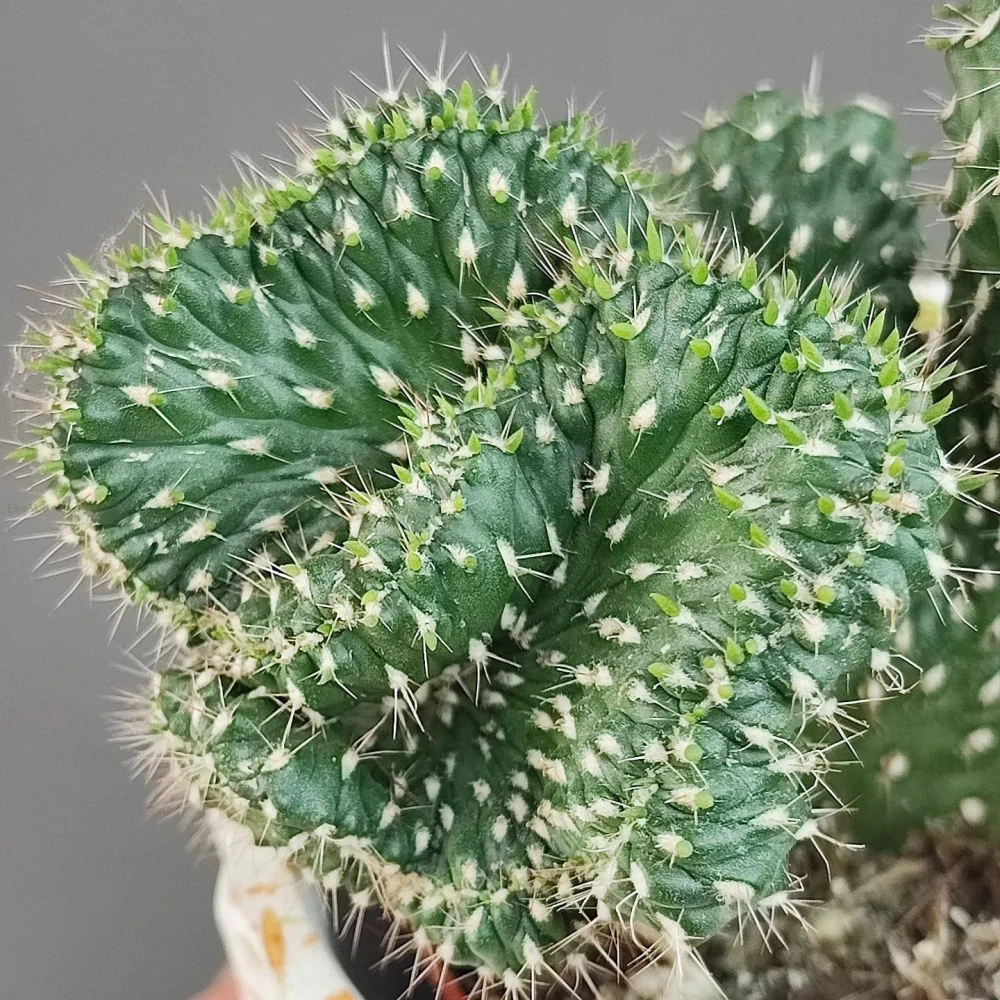 Cylindropuntia viridiflora f. cristata