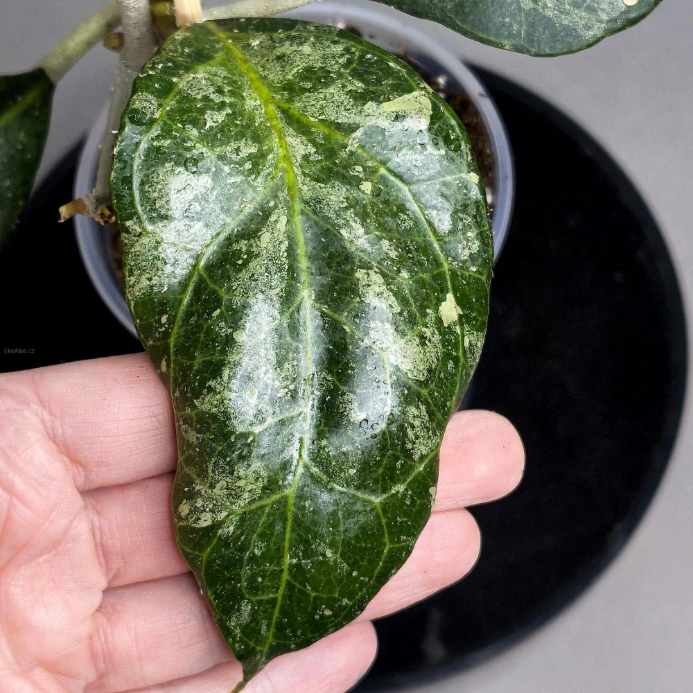 Hoya verticillata Lampung