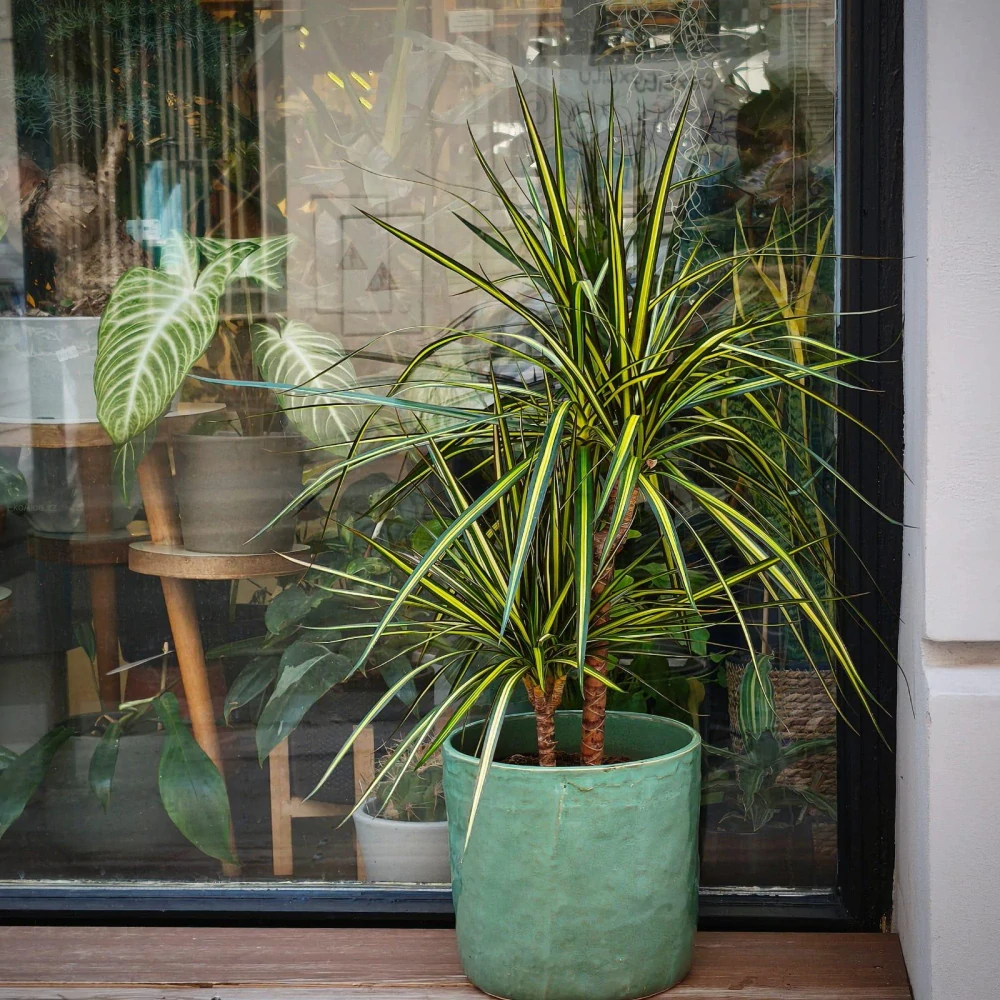 Dracaena Sunshine