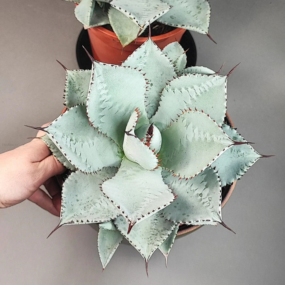 Agave pygmaea