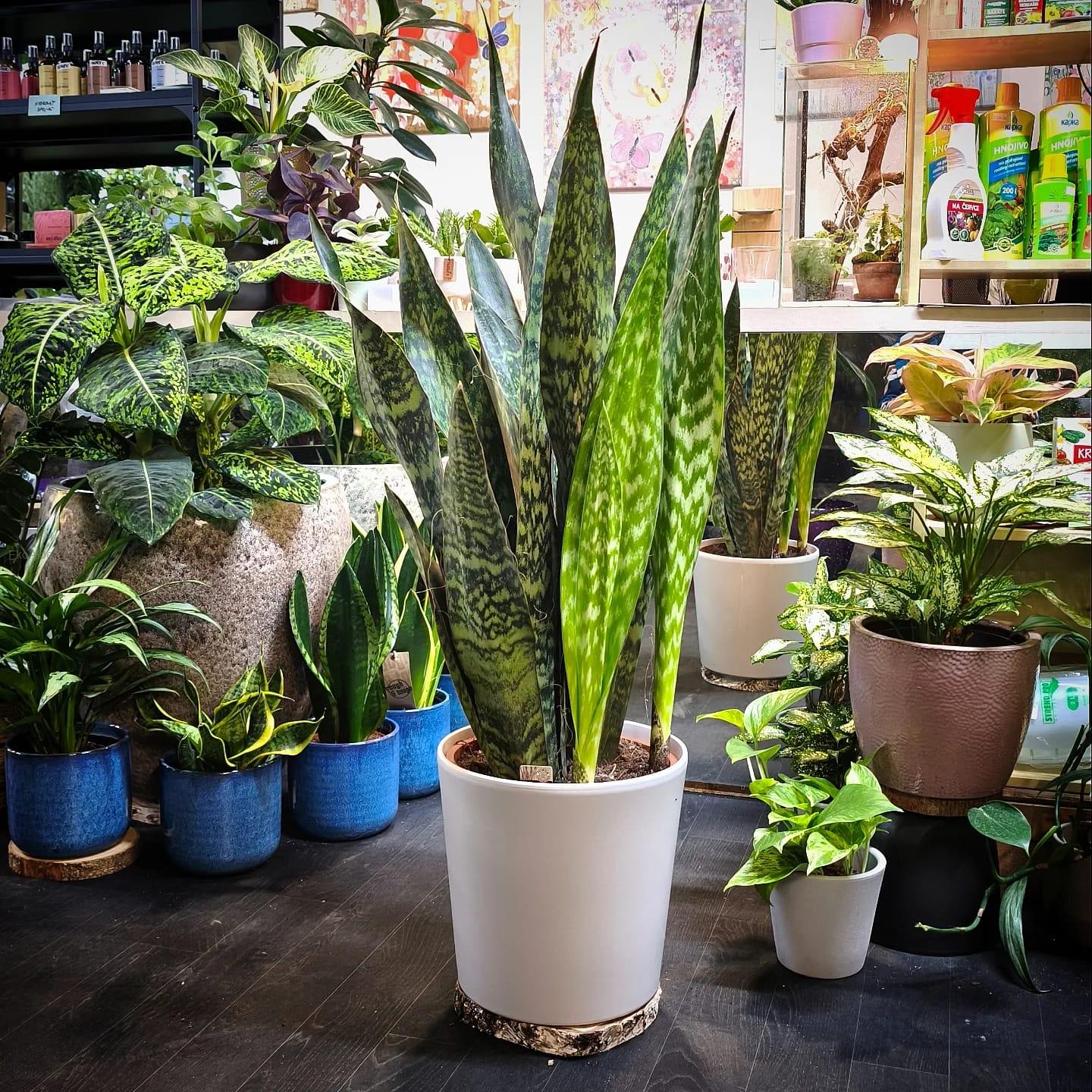 Sansevieria Jaboa XXL