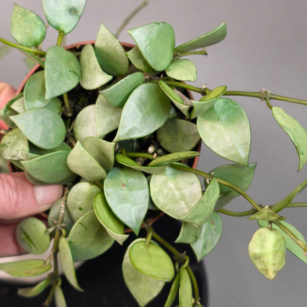Hoya Krohniana Silver Eskimo