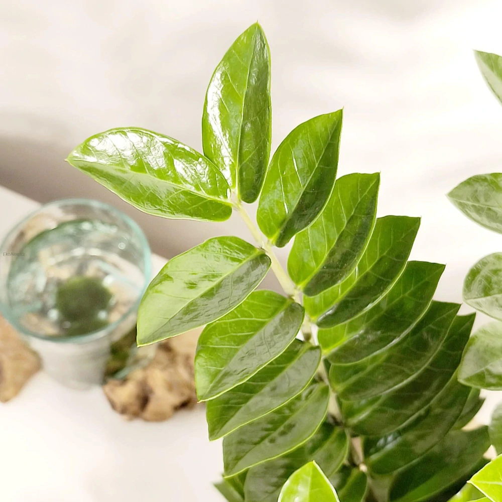 Zamioculcas zamiifolia XL