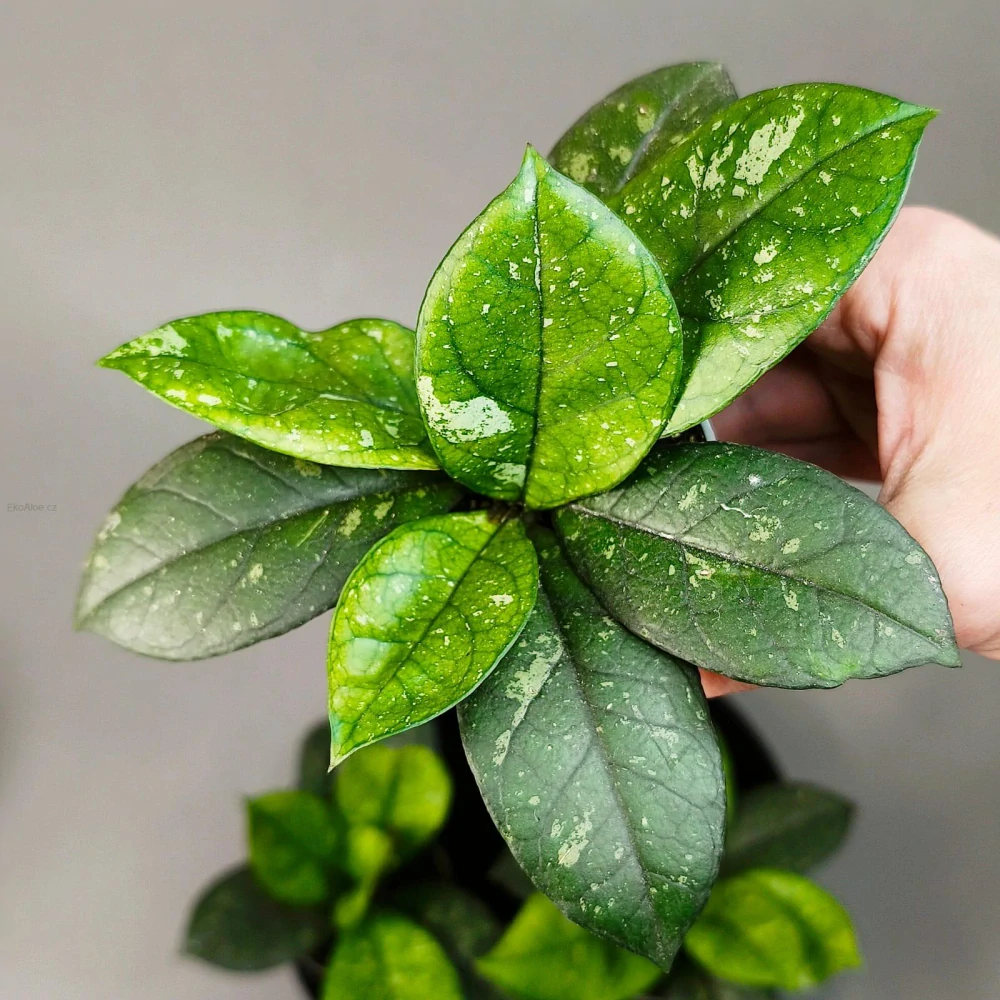 Hoya crassipetiolata splash round leaves