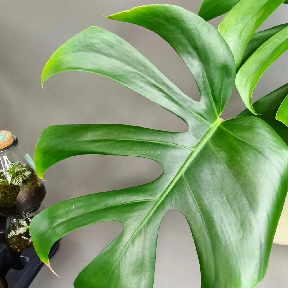 Monstera deliciosa Brazilian Form