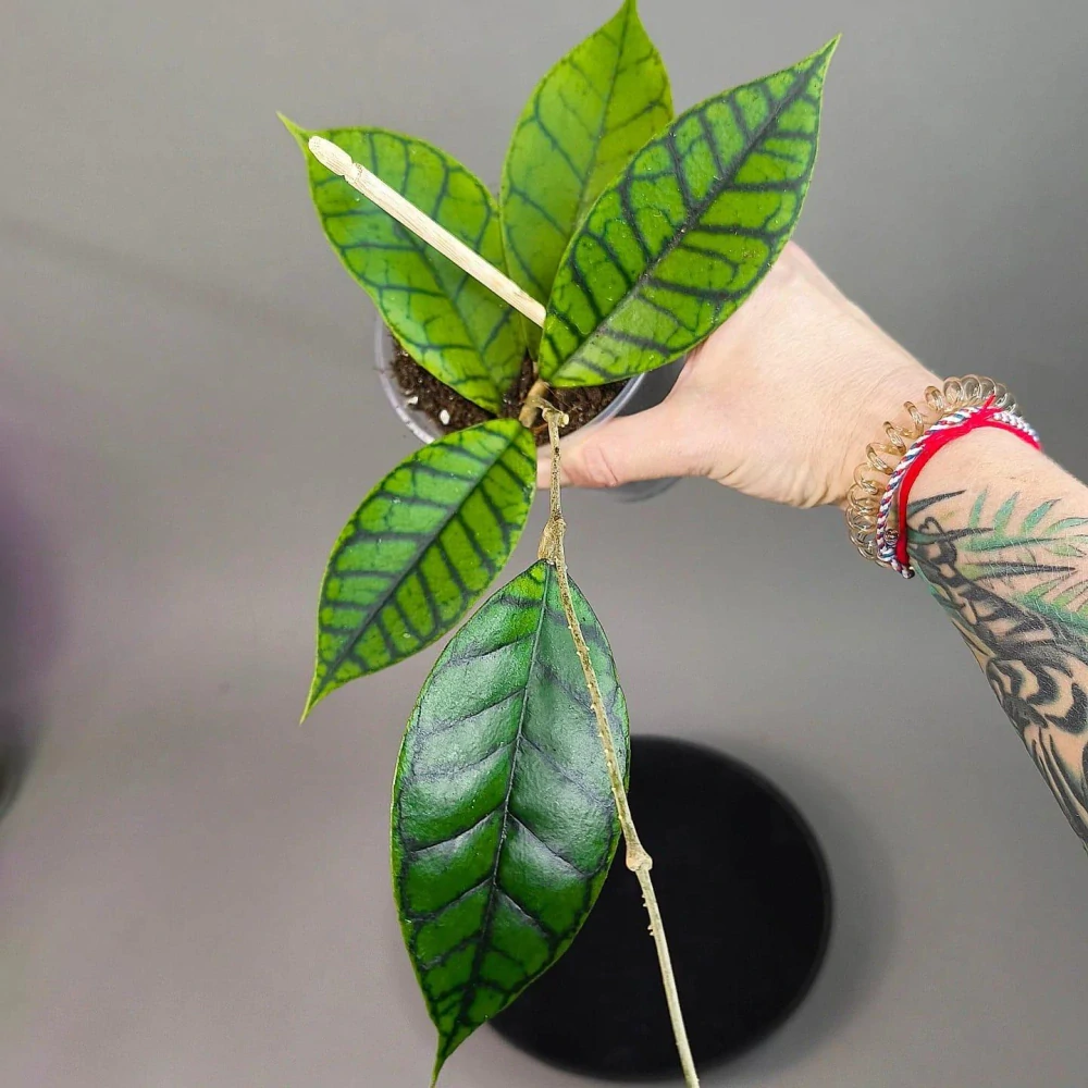 Hoya ranauensis