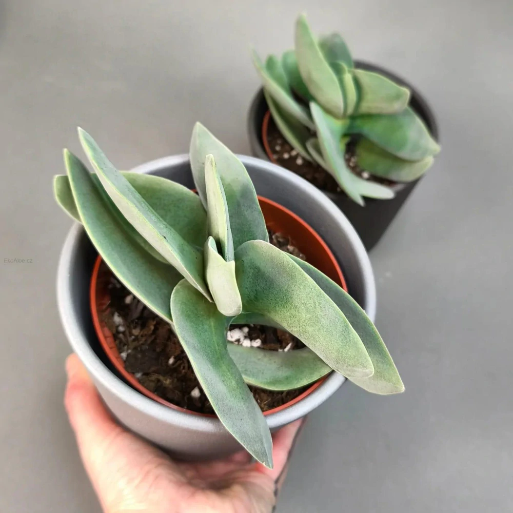 Crassula falcata 'Boomerang'