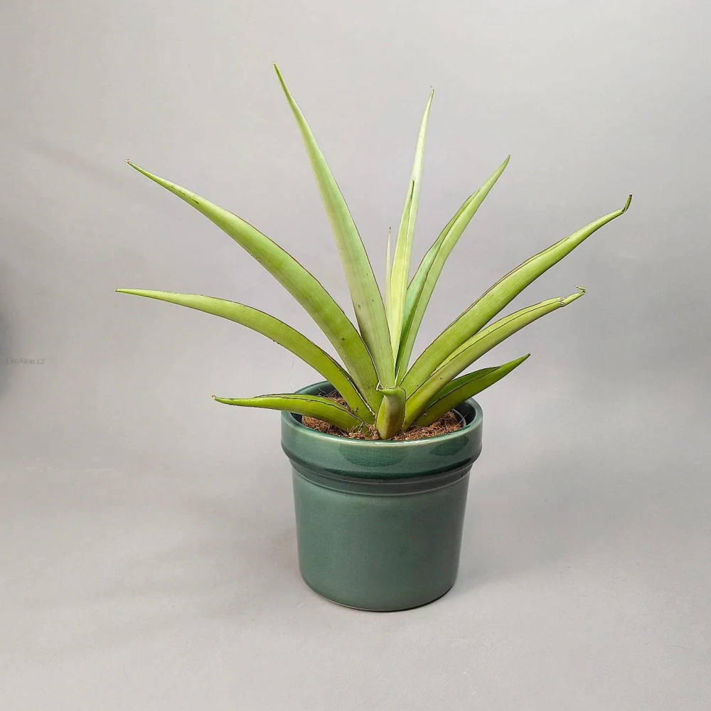Sansevieria Silver Syreni