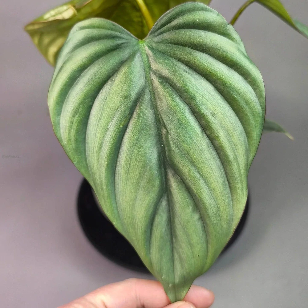 Philodendron Colombia