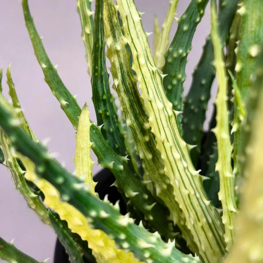 Aloe humilis Variegata