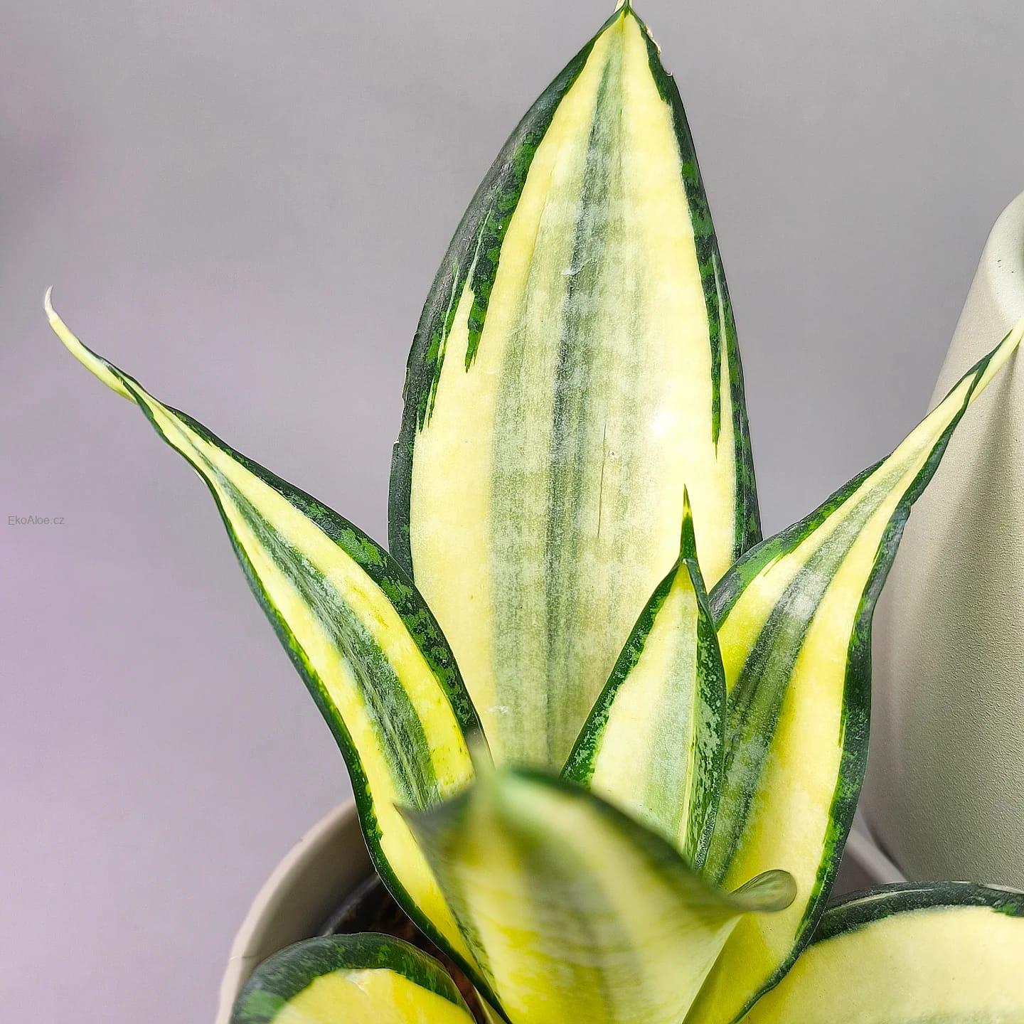 Sansevieria Golden Asahi