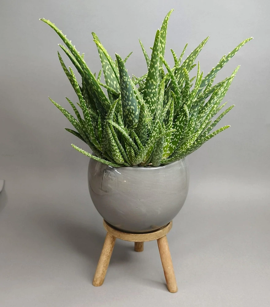 Aloe Medivera Tropical