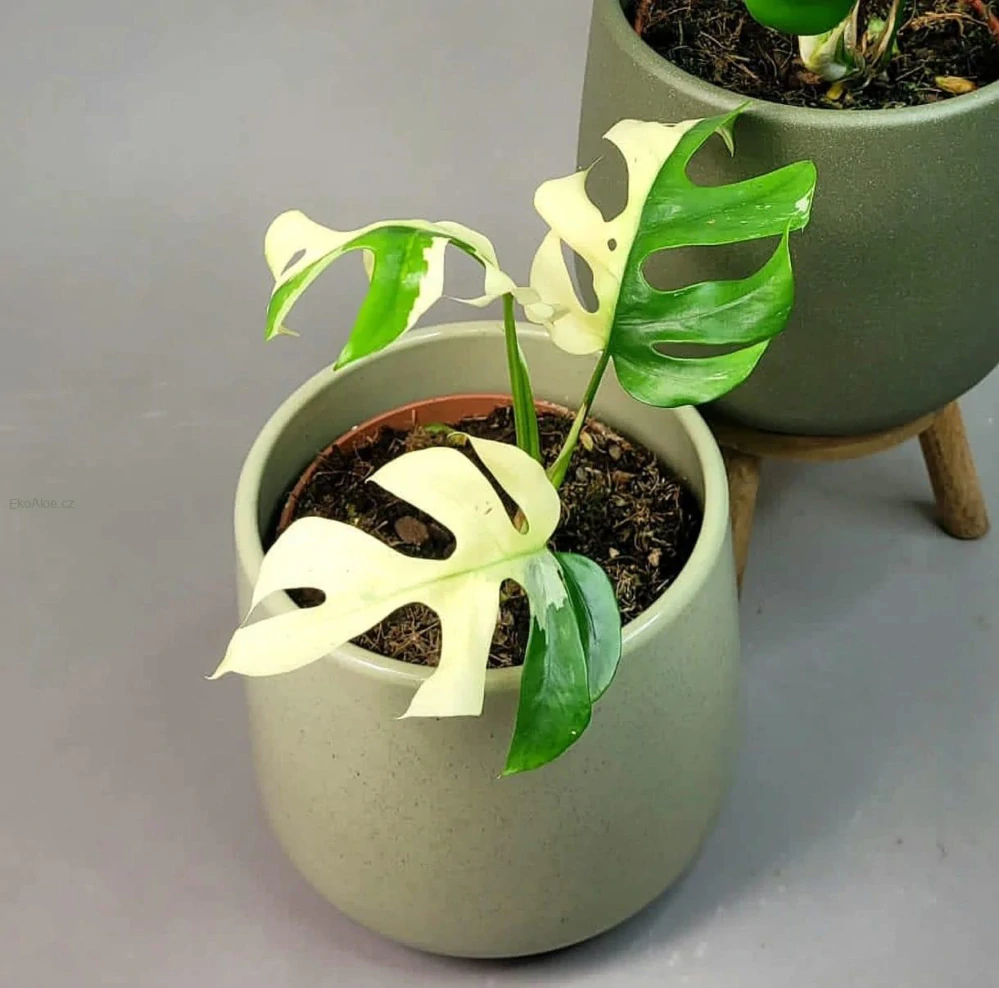 Rhaphidophora tetrasperma variegata (Monstera Minima)