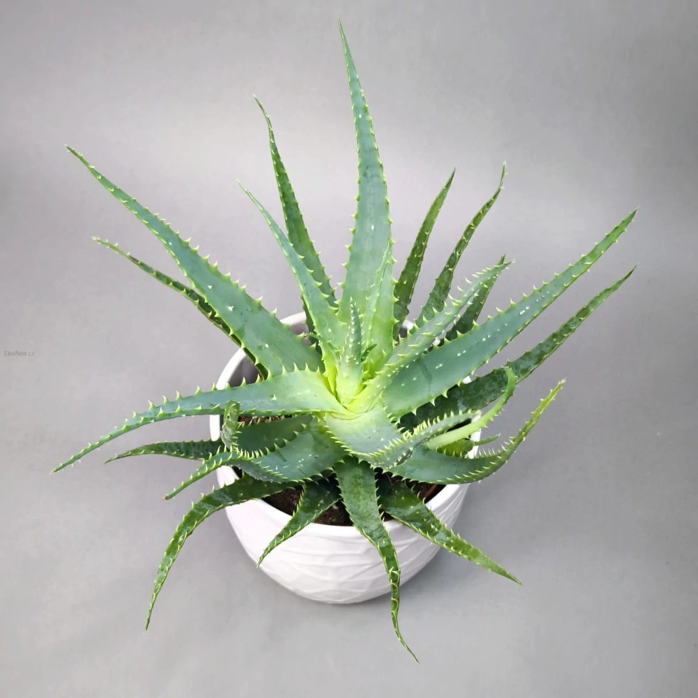Aloe stromovitá - Aloe arborescens