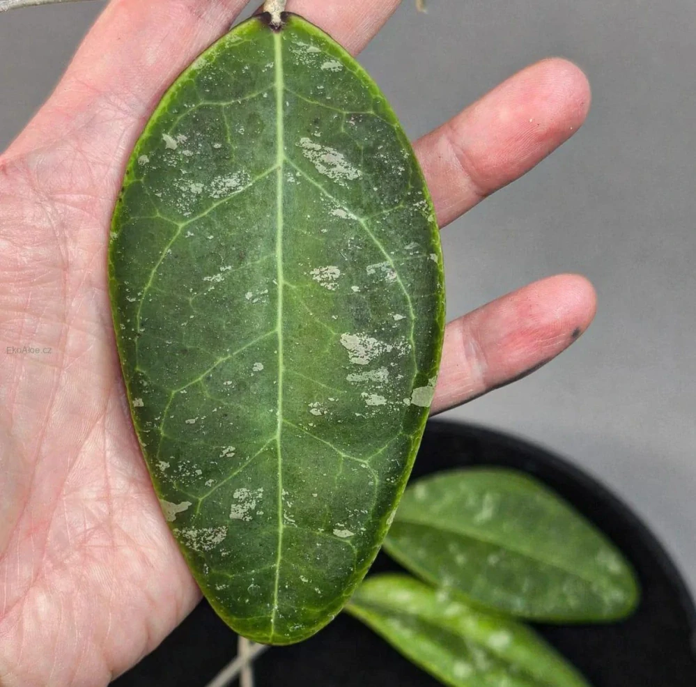 Hoya rintzii Borneo řízek k zakořenění.