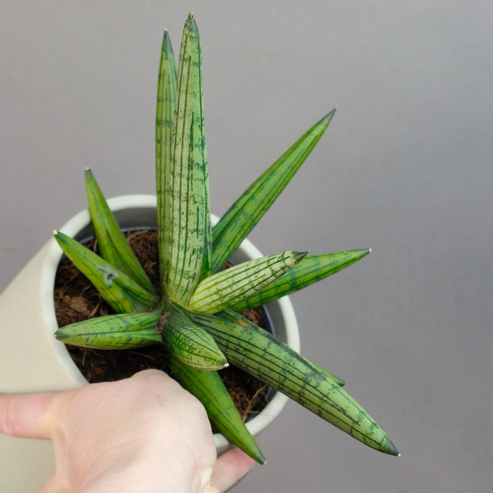 Sansevieria 'Helios'