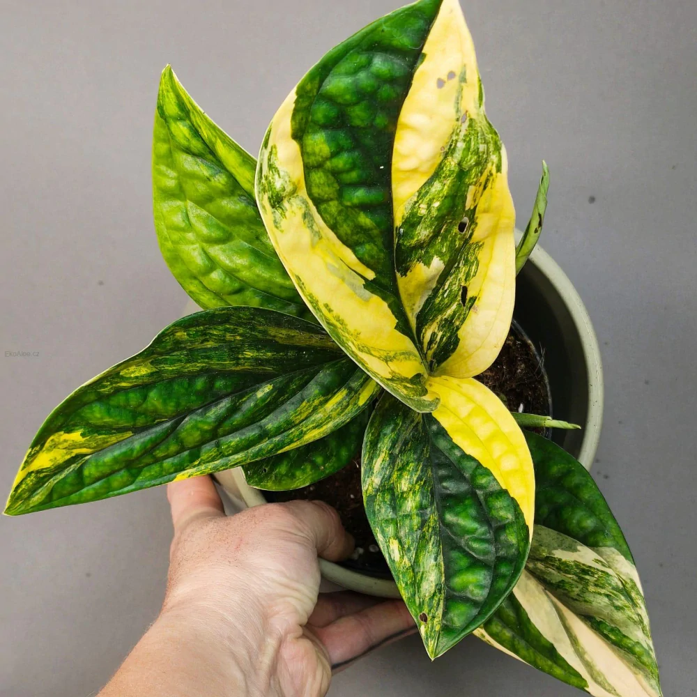 Monstera Karstenianum 'Peru' Variegata