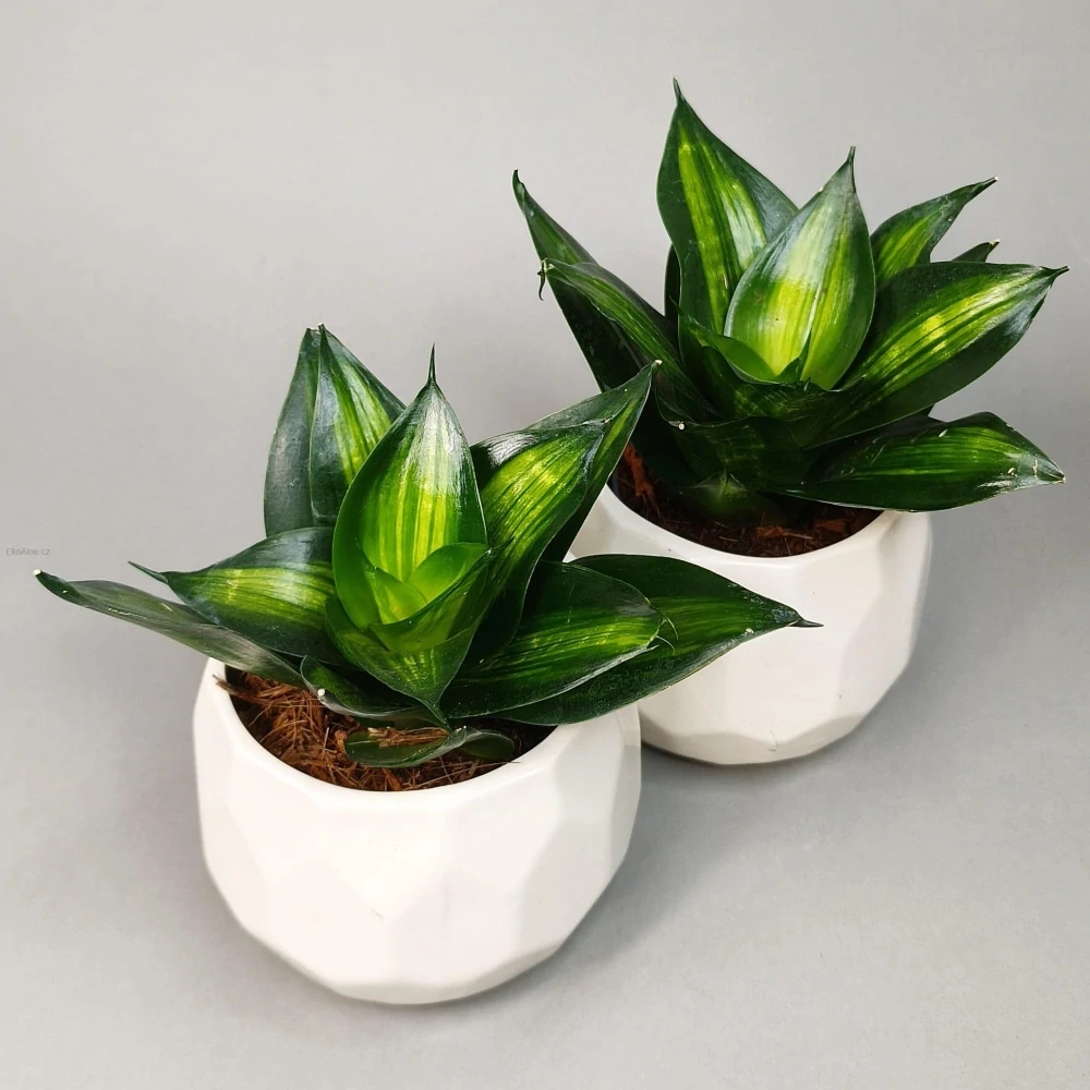 Sansevieria Hahnii 'Green Mold Variegated