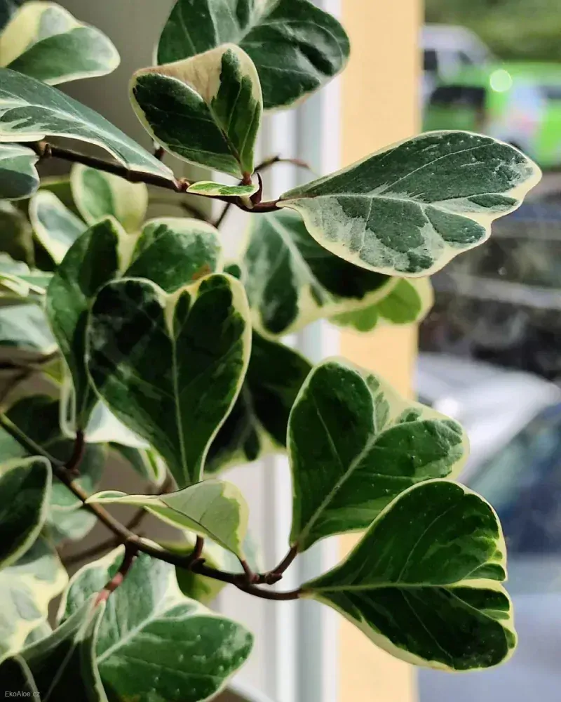 Ficus triangularis