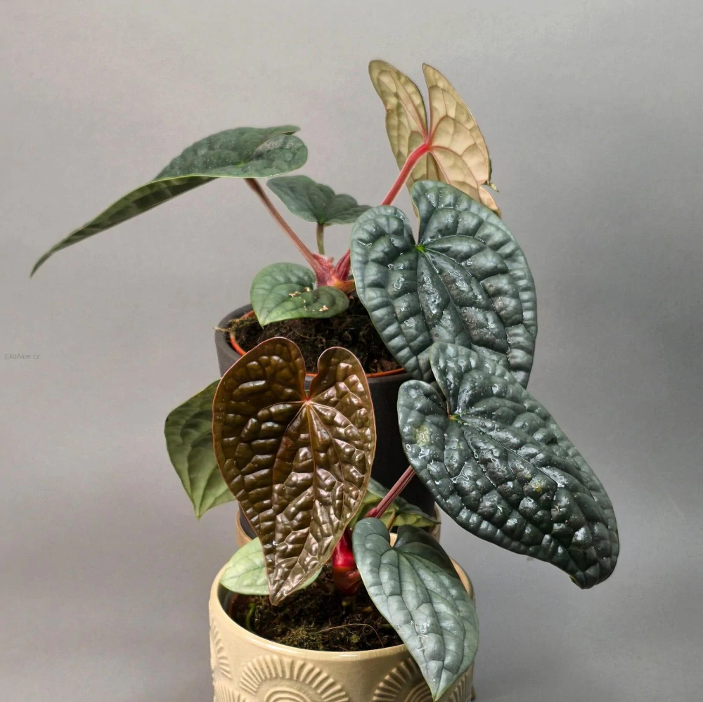 Anthurium Luxurians