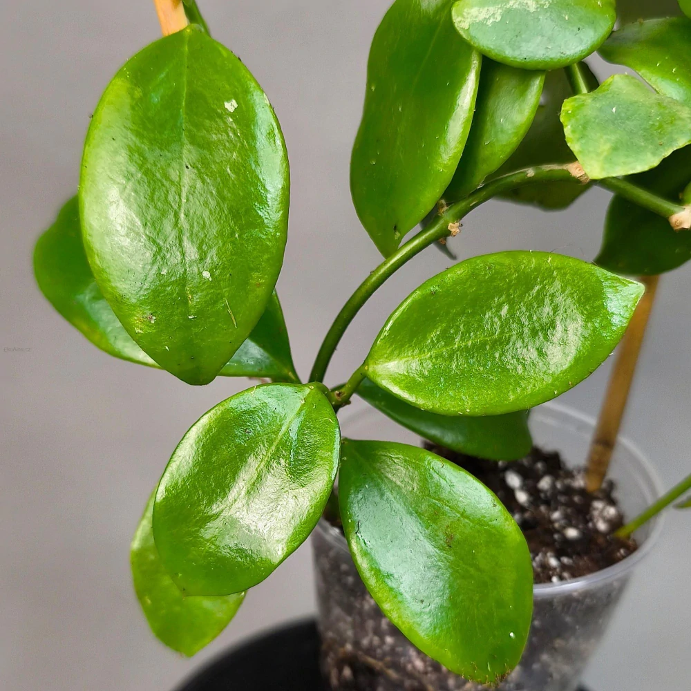 Hoya diptera IML 0261 XL