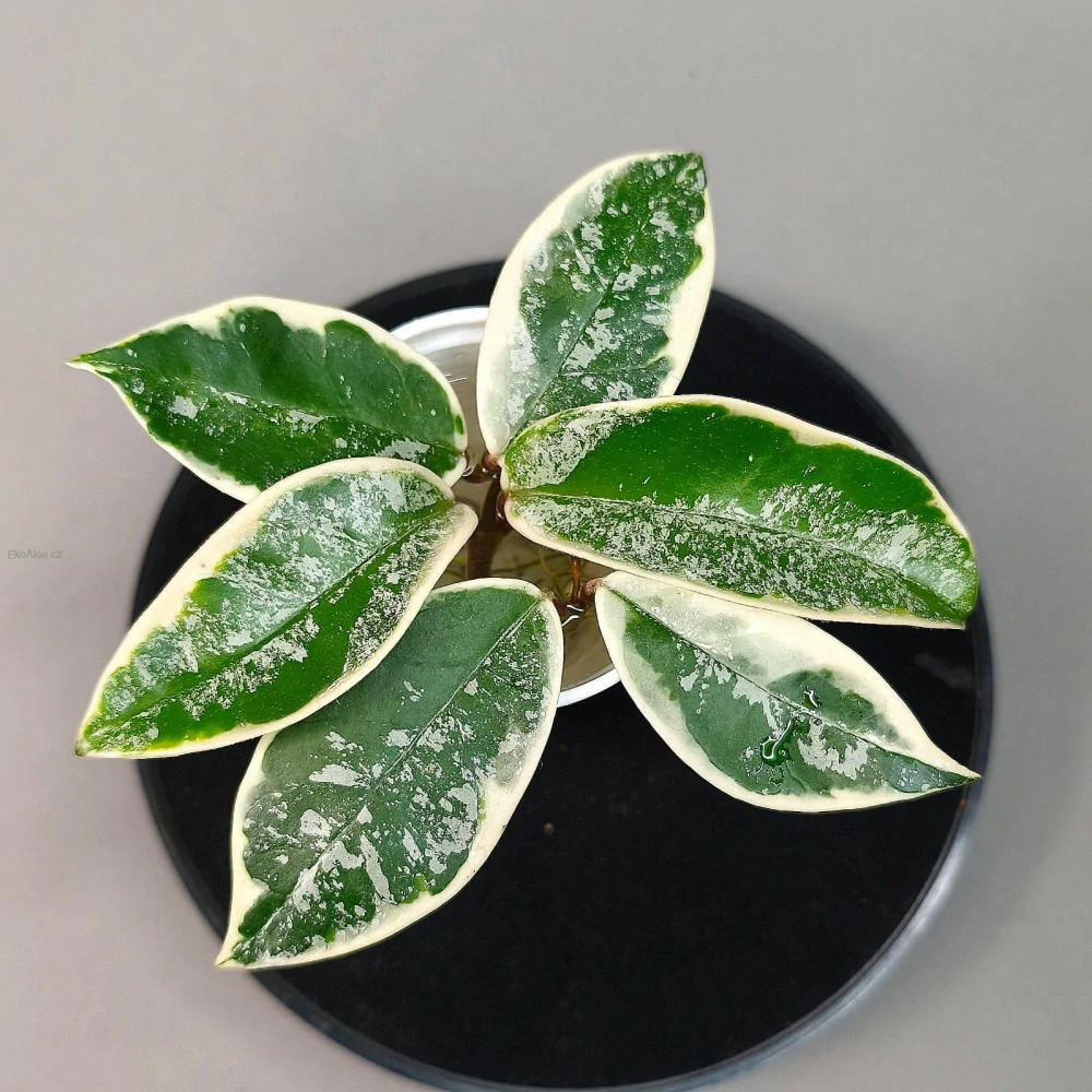 Hoya Carnosa Krimson Queen Splash řízek k zakořenění.