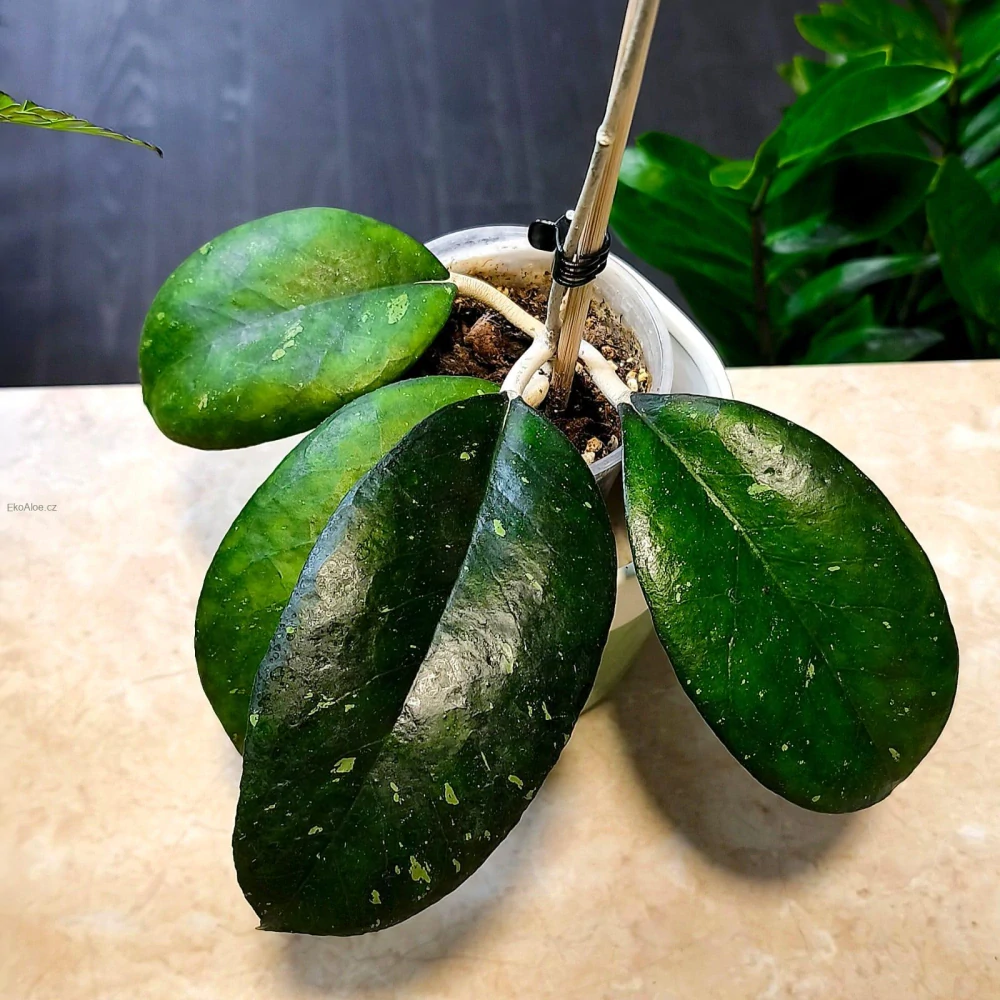 Hoya Noelle
