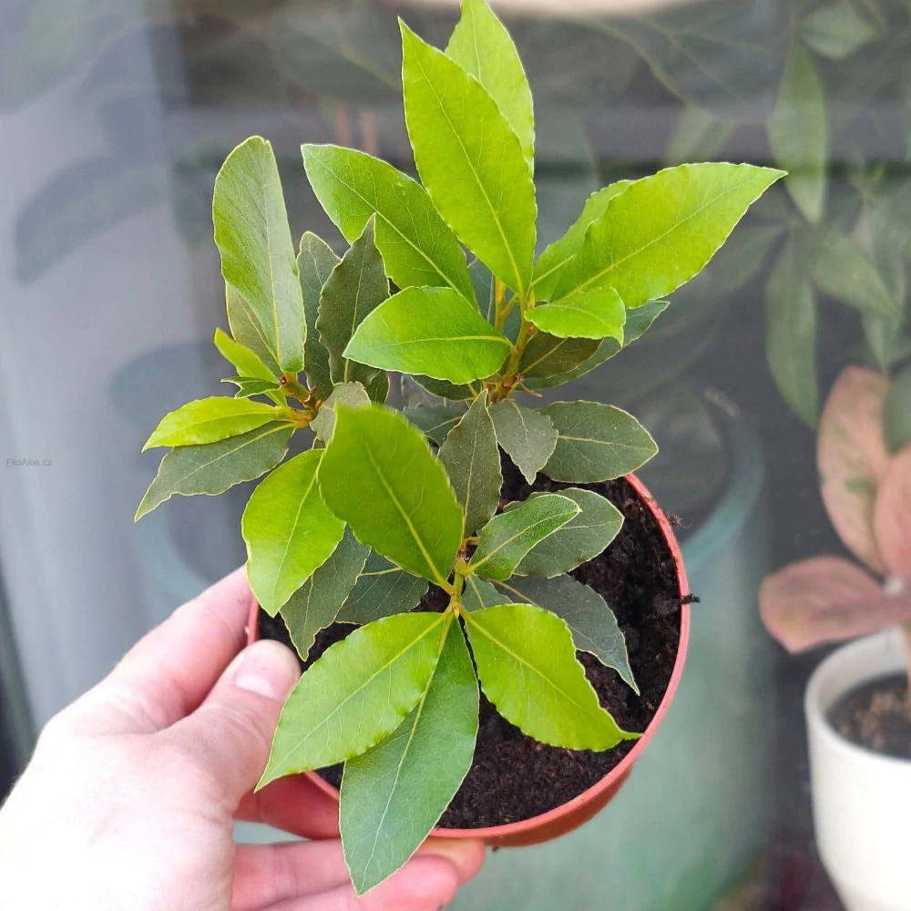 Laurus nobilis. Vavřín vznešený