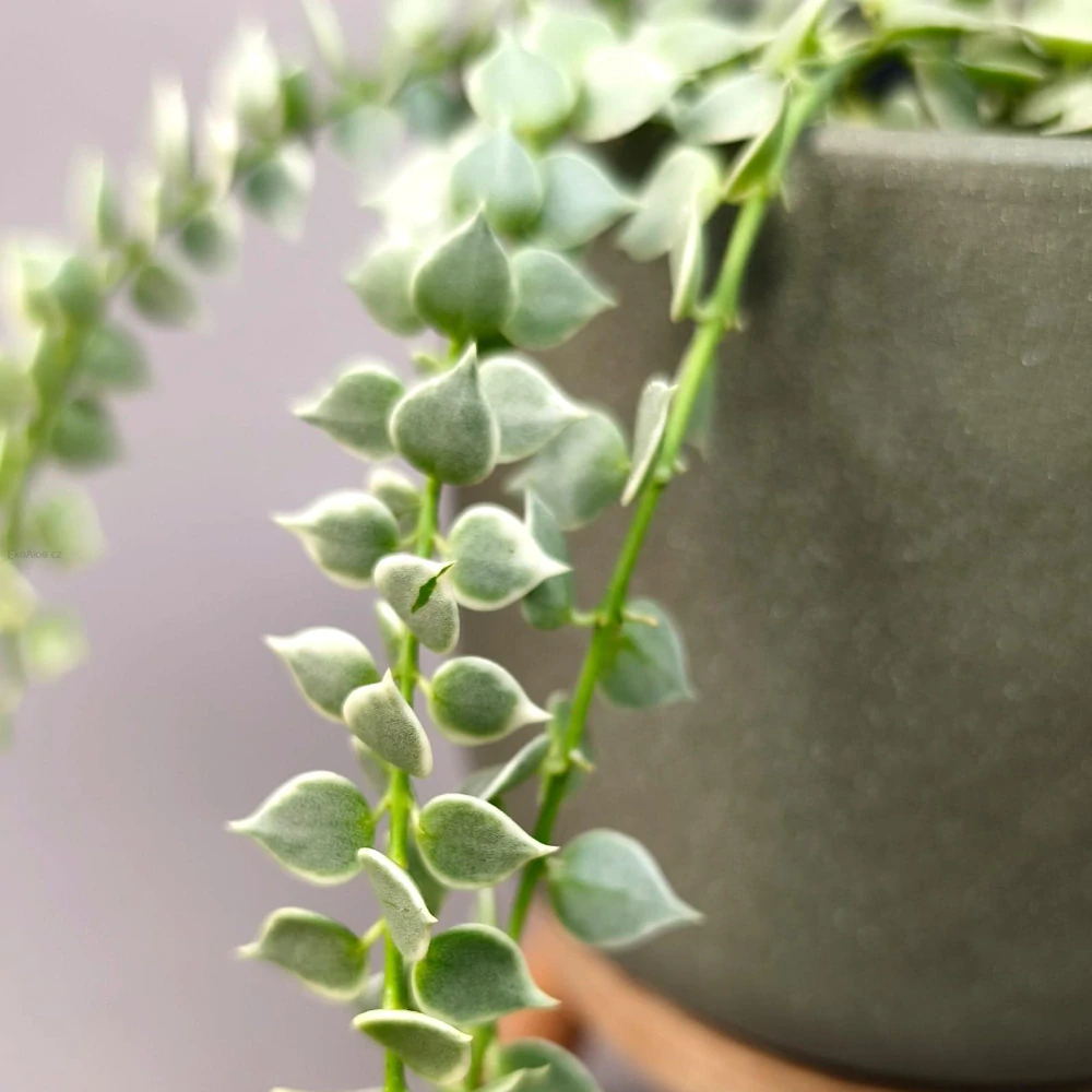 Dischidia Million Hearts