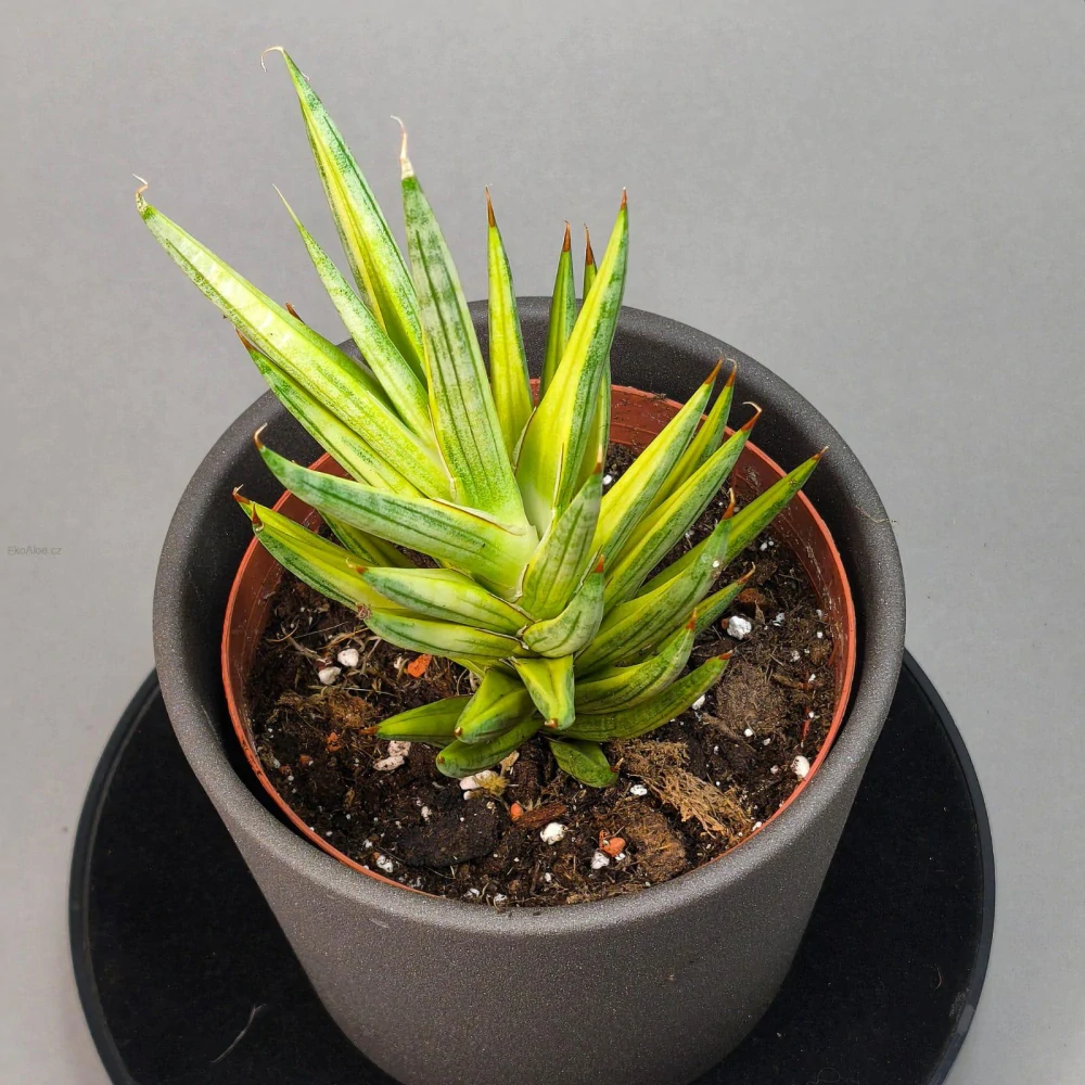 Sansevieria francisii f. variegata
