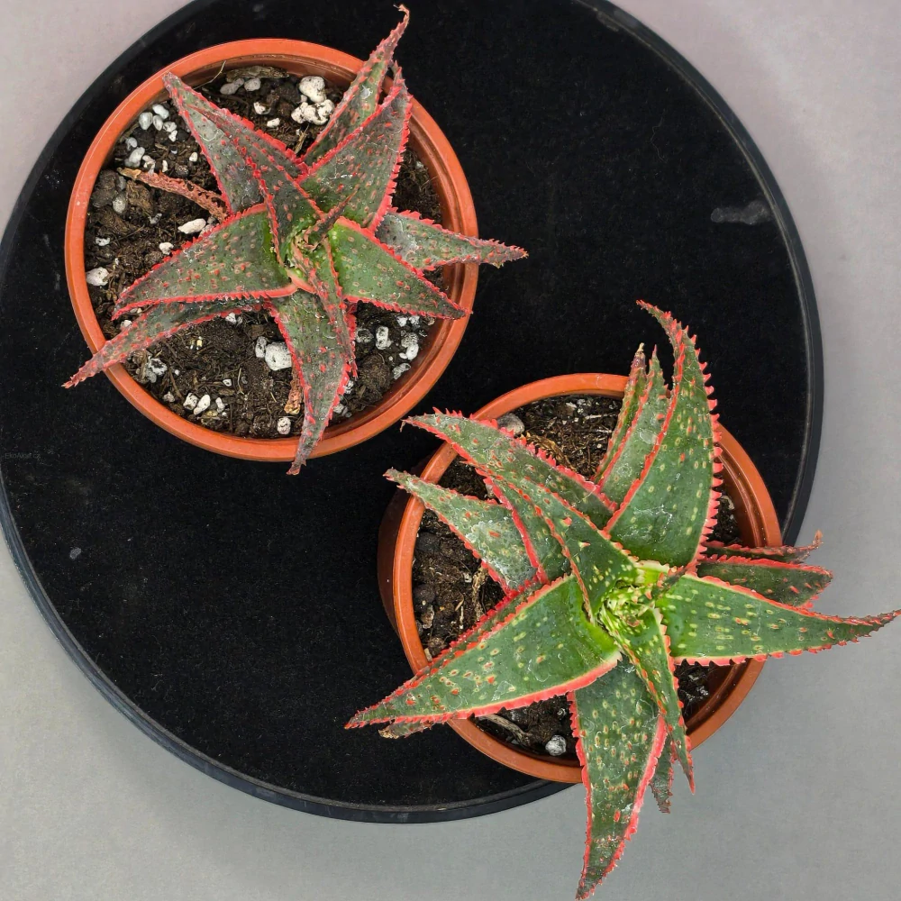 Aloe Christmas Carol