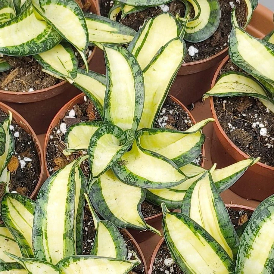 Sansevieria Golden Wendy