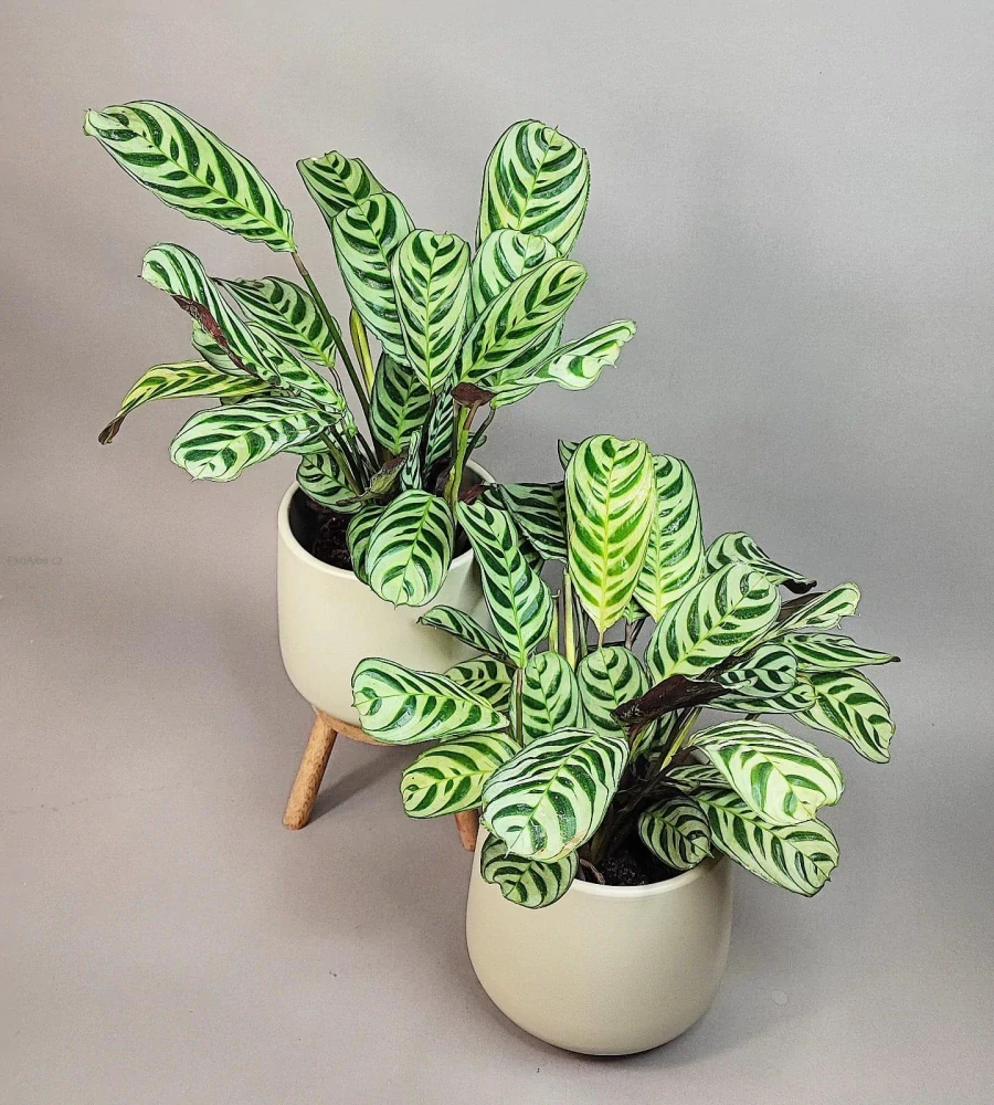 Ctenanthe Burle-marxii