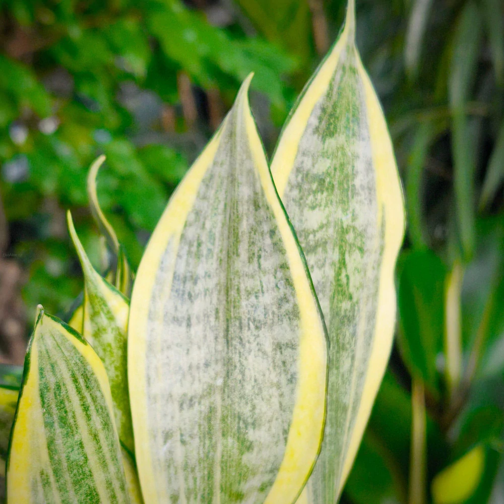 Sansevieria Gold Dust Hi color