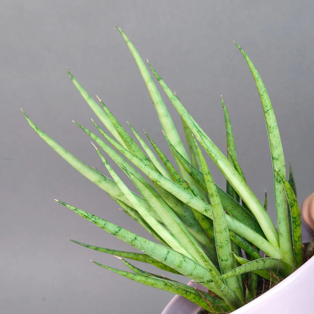 Sansevieria platinum Mikado