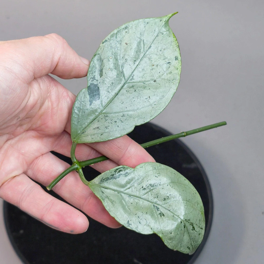 Hoya Coriacea Silver řízek k zakořenění.