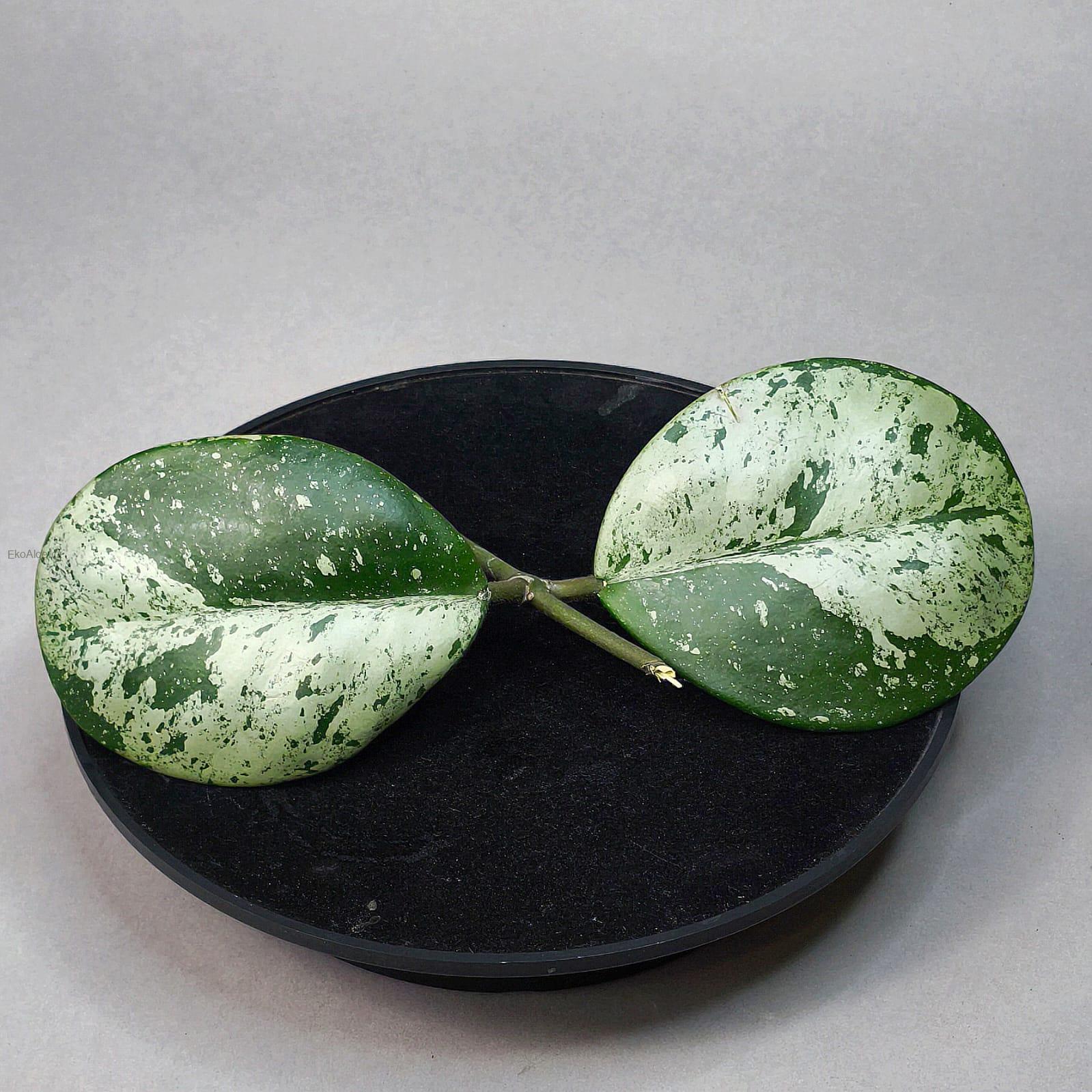 Hoya Obovata silver splash řízek k zakořenění