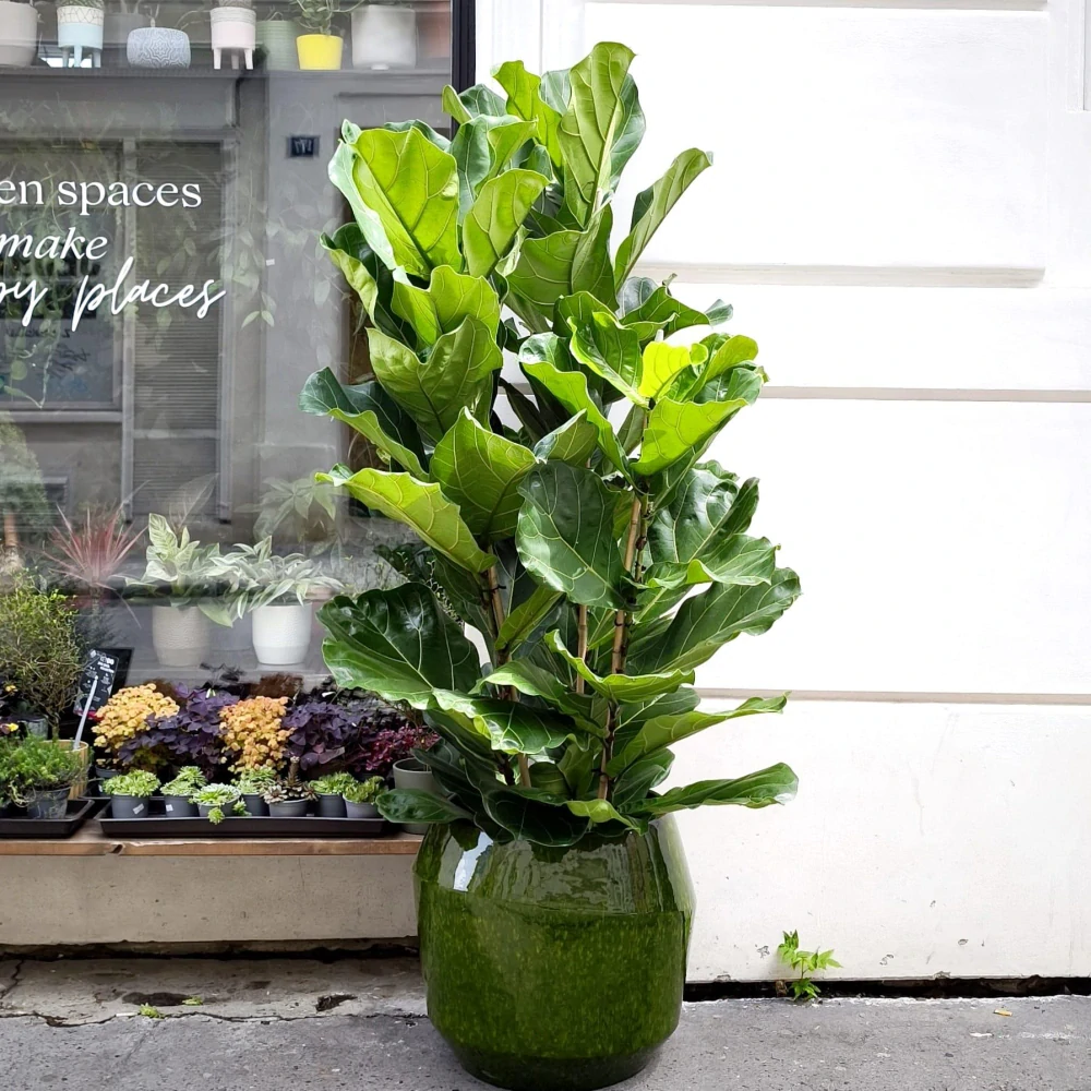 Ficus Lyrata XXL
