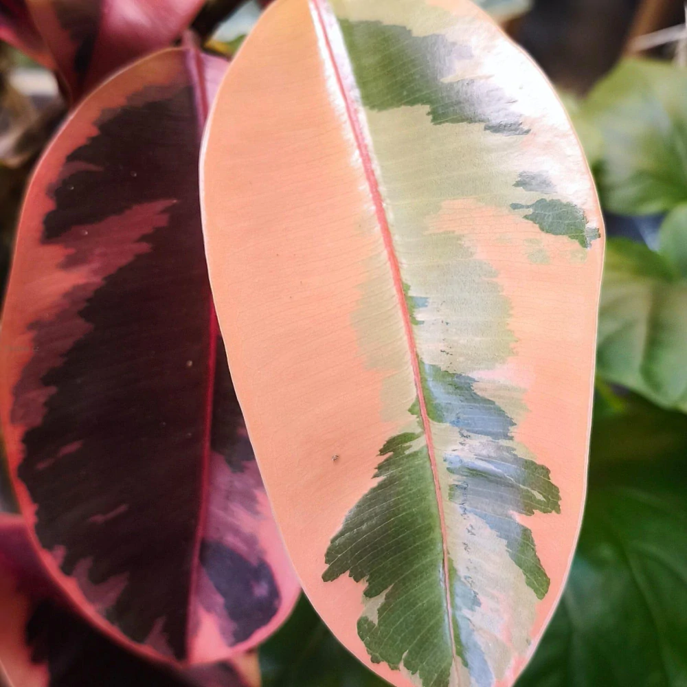 Ficus elastica robusta Belize