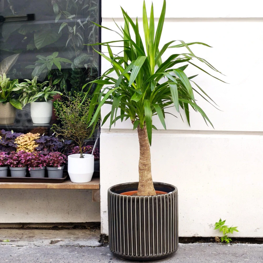 Yucca elephantipes