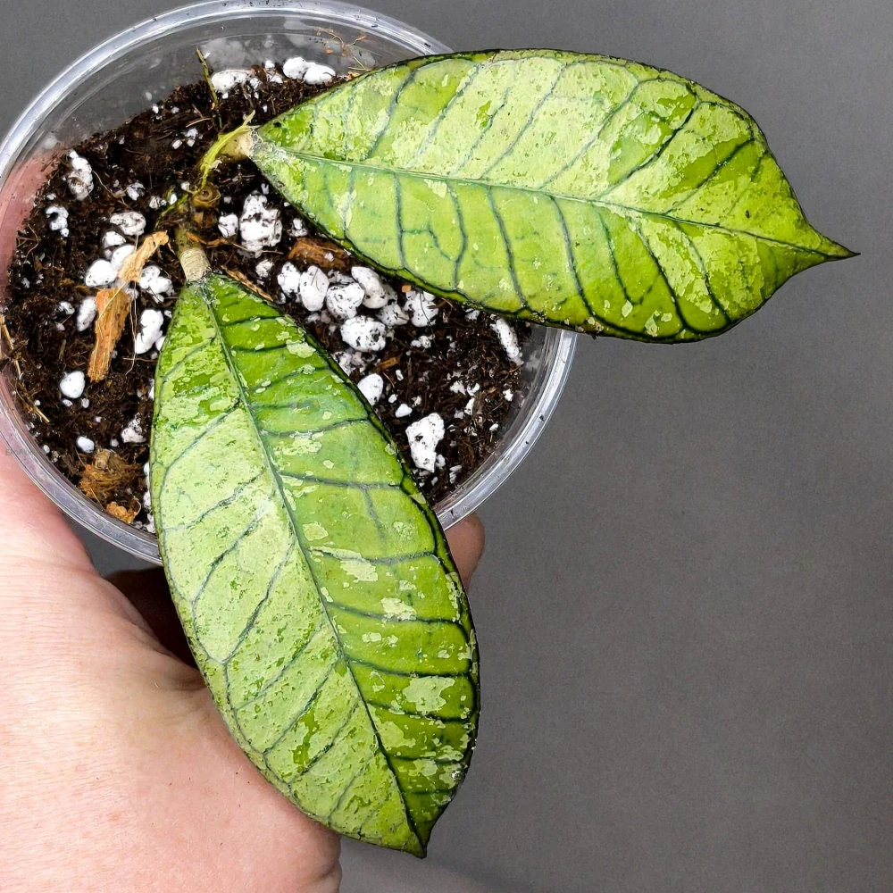 Hoya Gunung Ganing Ghost