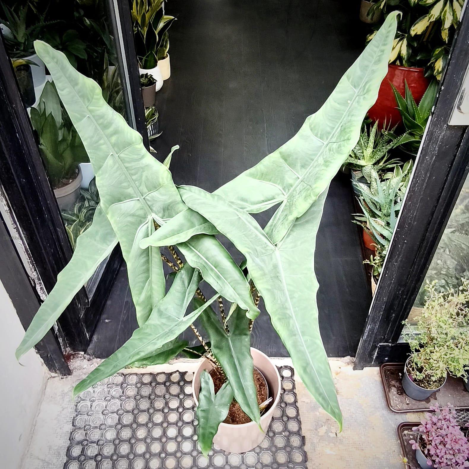 Alocasia zebrina Tigrina superba