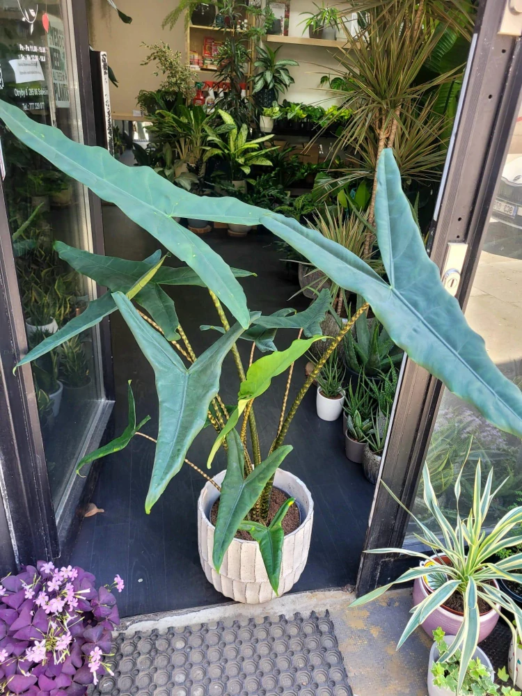 Alocasia zebrina Tigrina superba