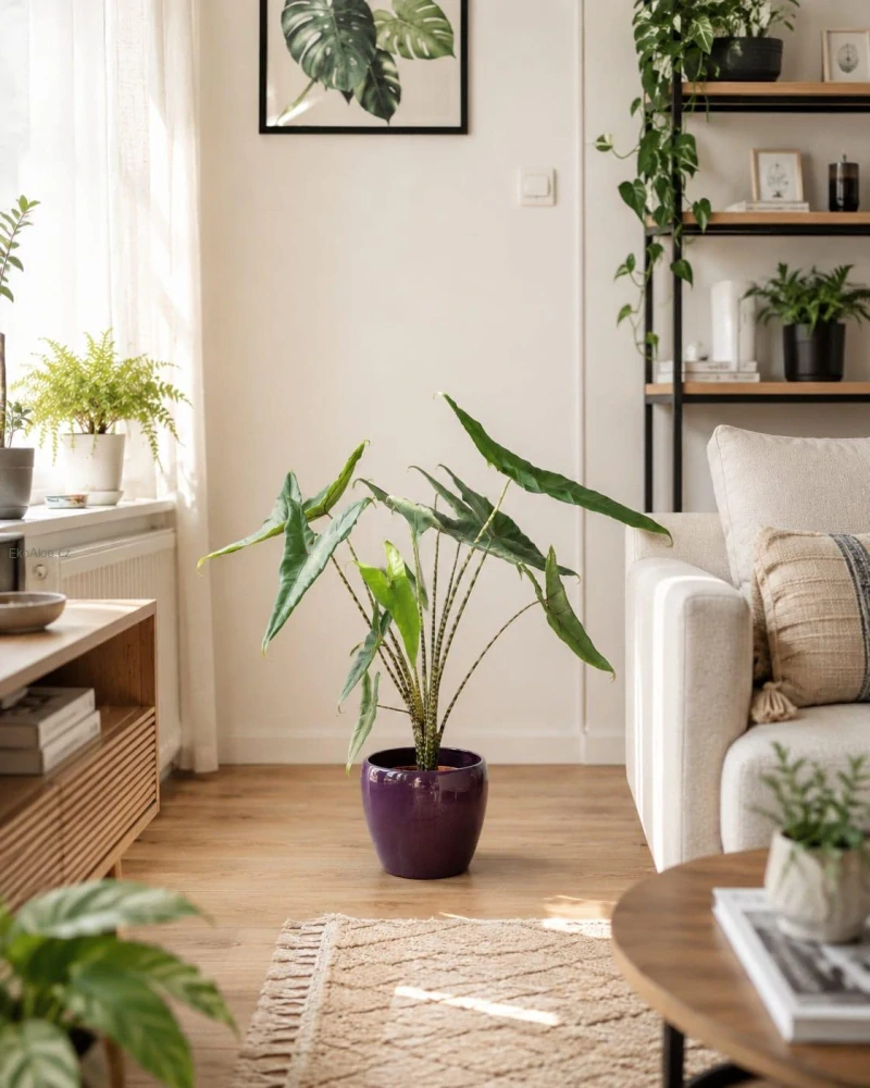 Alocasia zebrina Tigrina superba