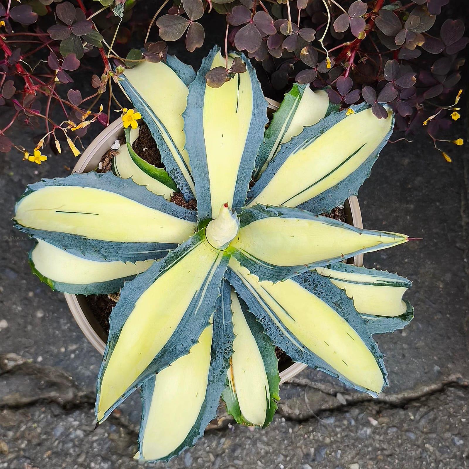 Agave salmiana var. ferox 'Medio Picta'