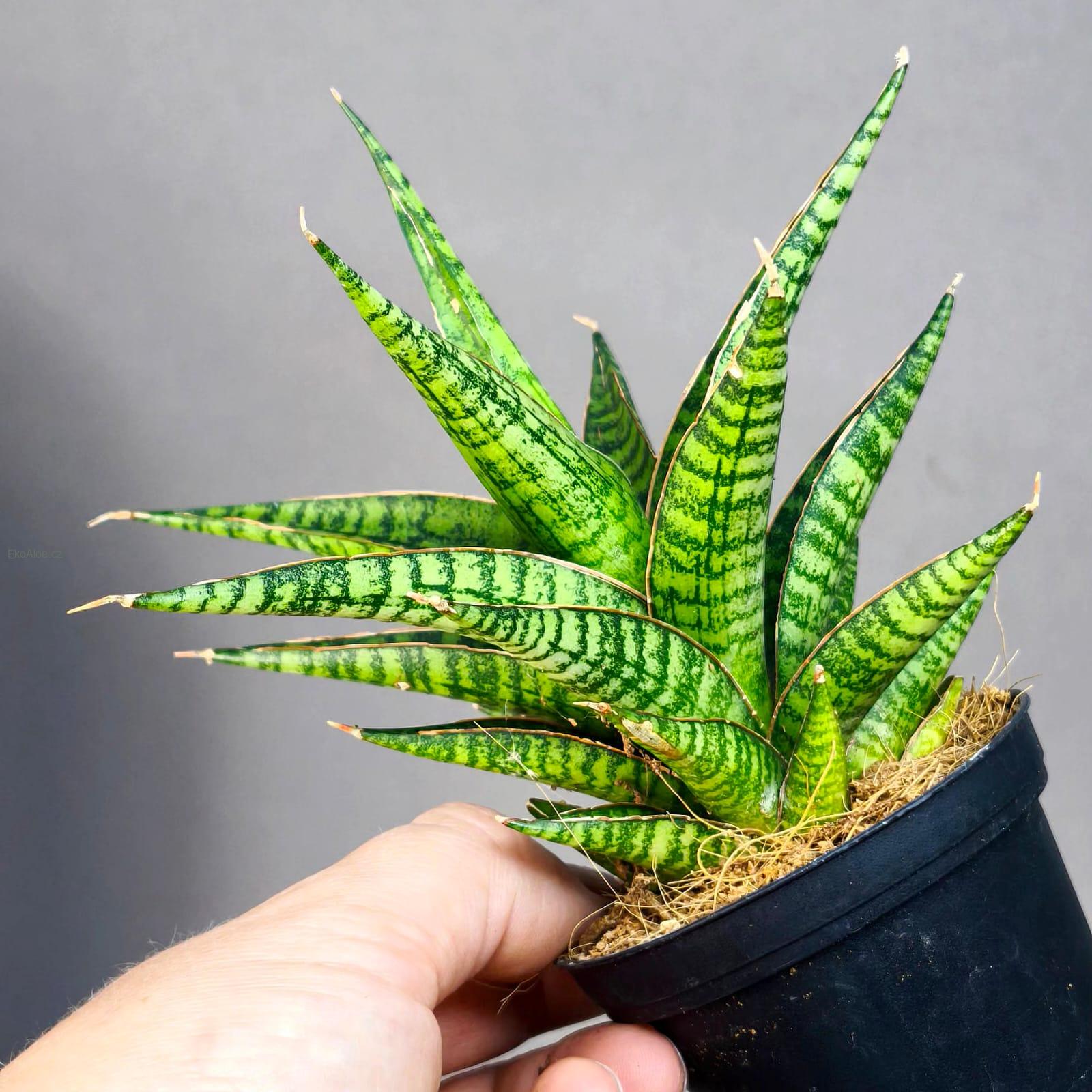 Sansevieria Hybrid Renjana