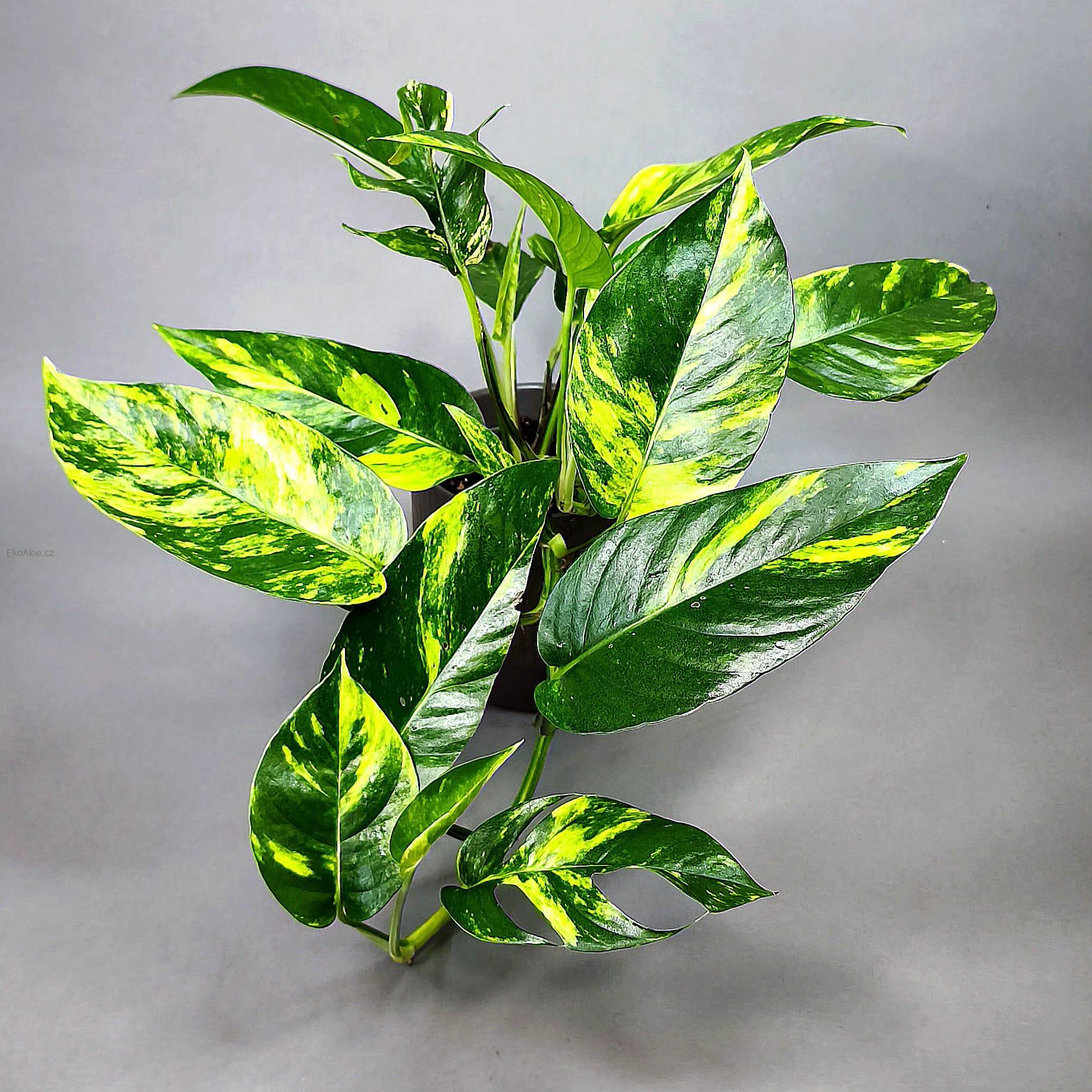 Epipremnum pinnatum Cintho Goldfinger