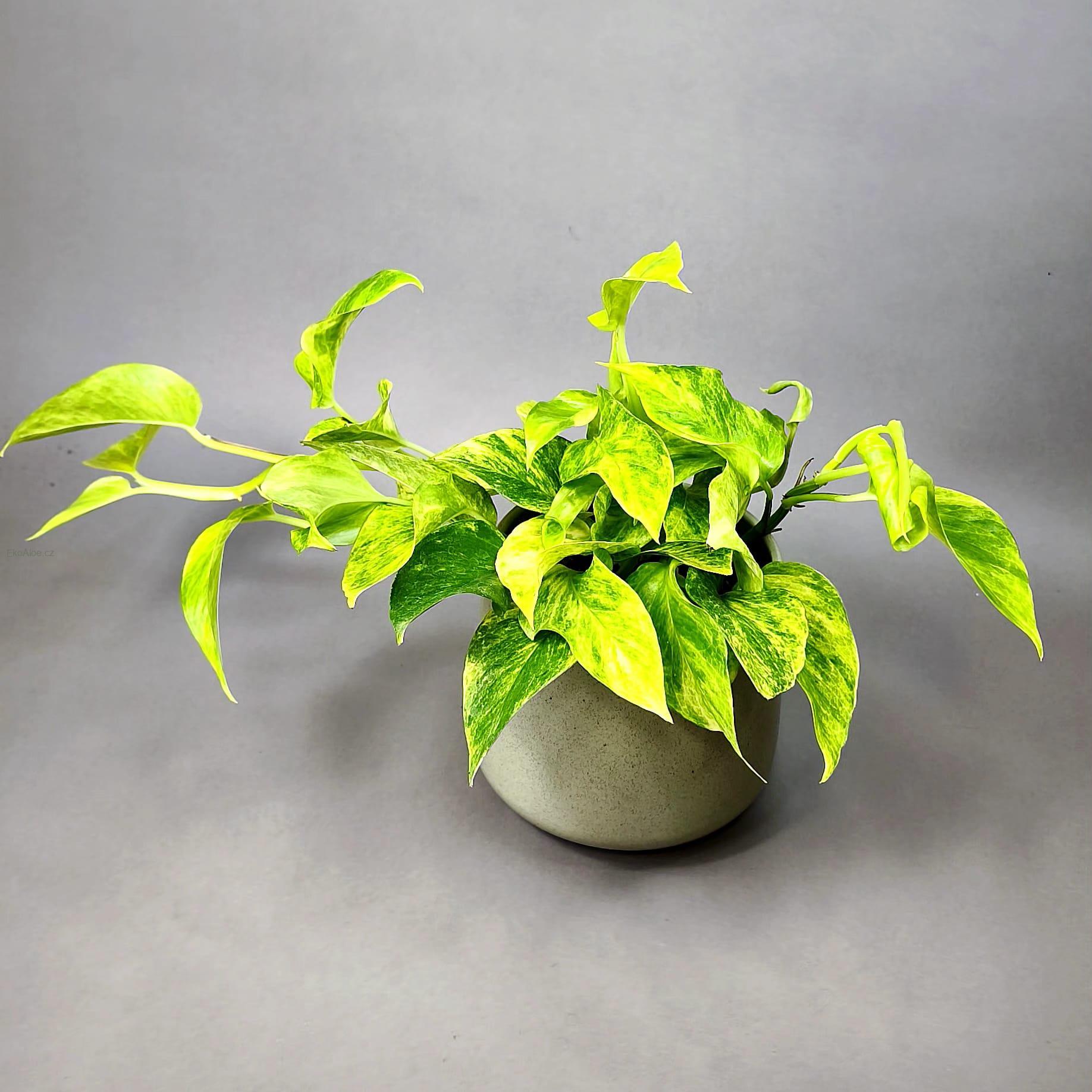 Epipremnum aureum Hicolor