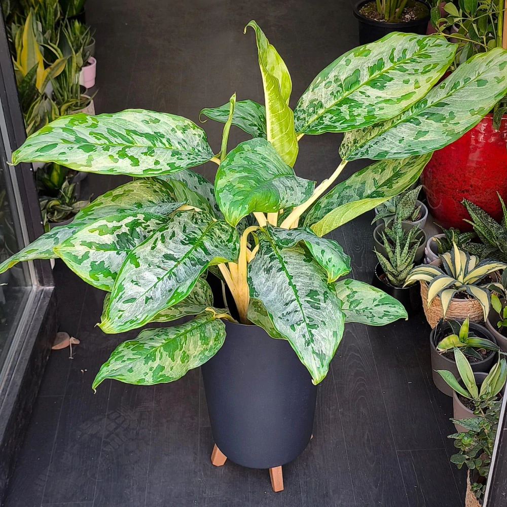 Aglaonema 'Peacock'