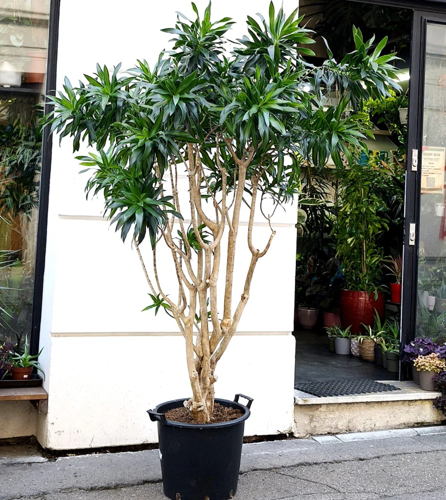 Dracaena reflexa song of jamaica